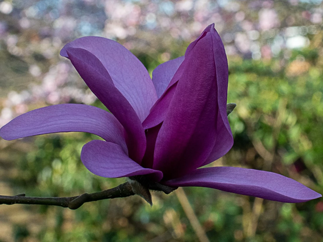 M. 'Vulcan'
